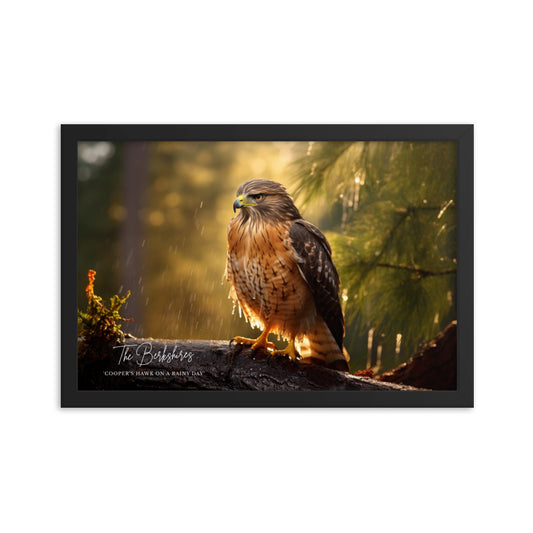 Wall Art: 'Cooper's Hawk on a Rainy Day' Framed Poster