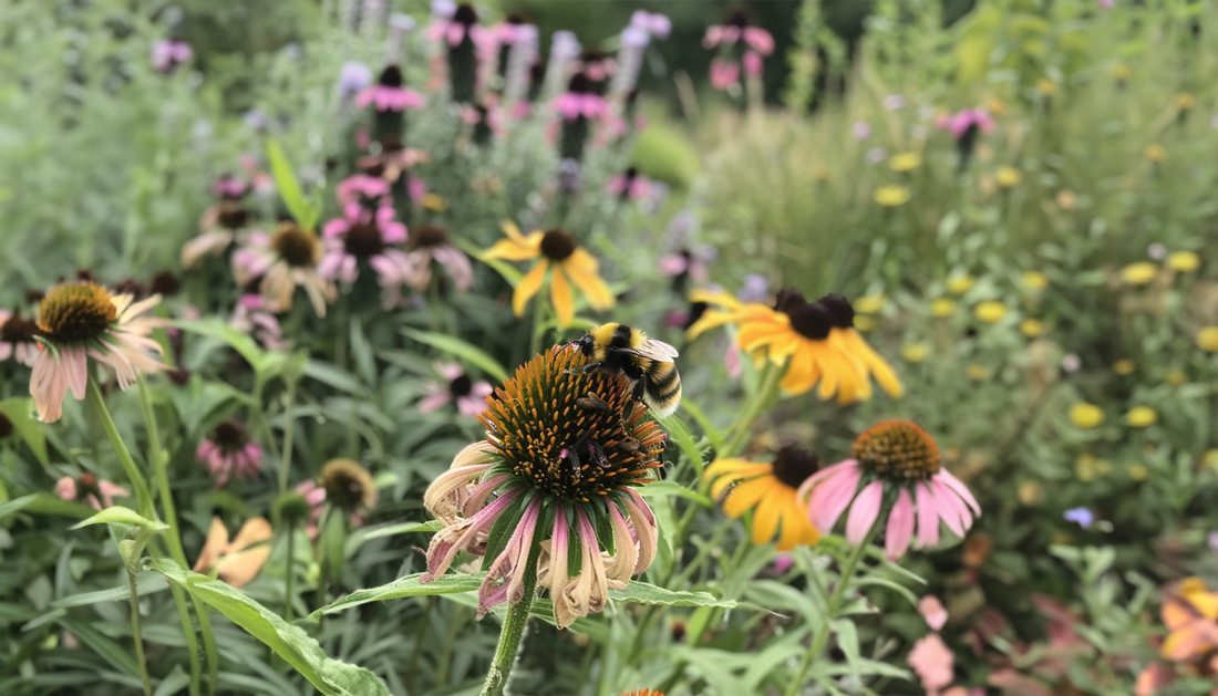 Tips for Cultivating a Pollinator-Friendly Garden