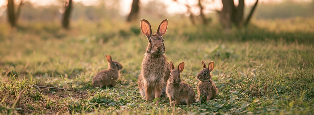 The Great Summer Rush of Wild Babies