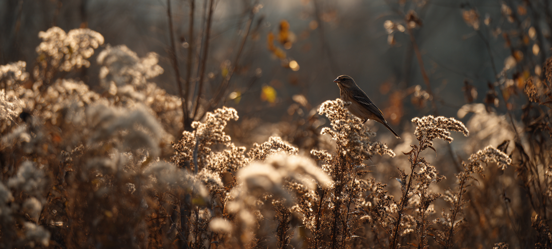 Letting the Yard Go (On Purpose)