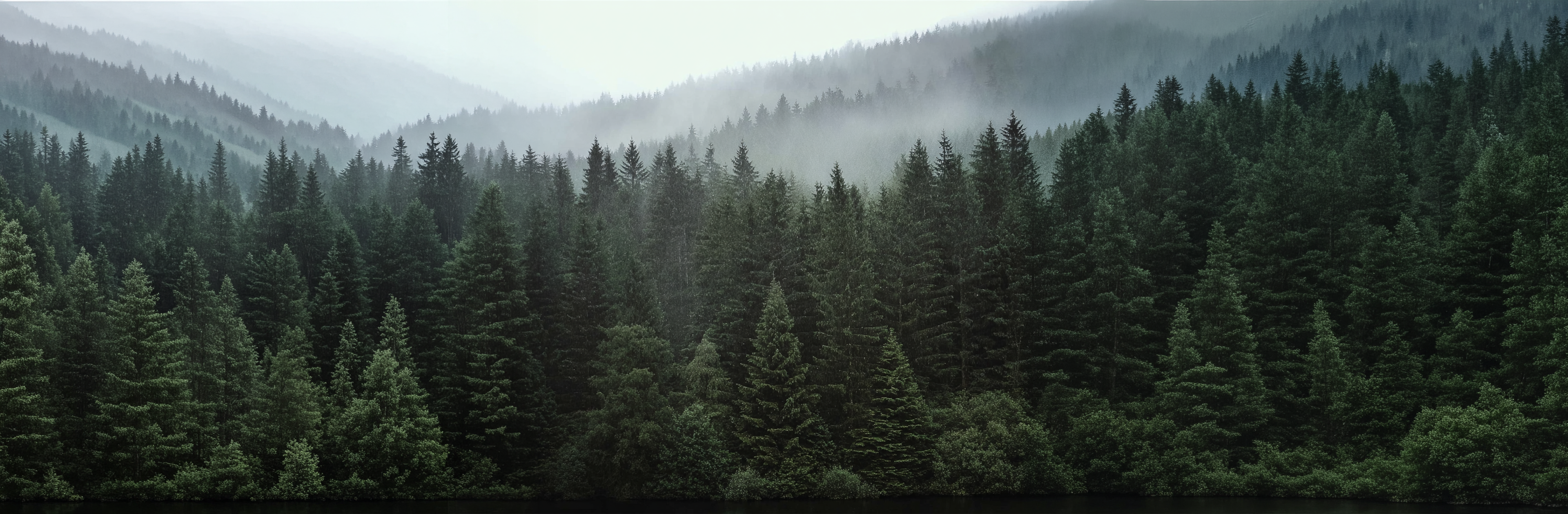 Forest with misty mountains in the background